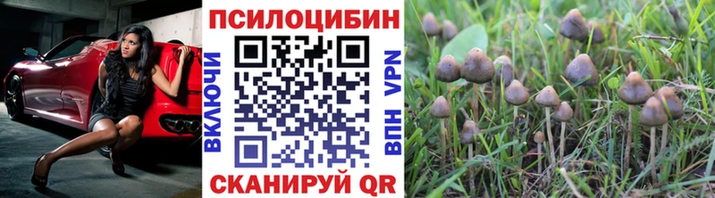 Галлюциногенные грибы Psilocybe  Донской 
